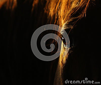 Horse eye in dark