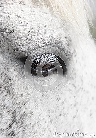 Horse eye detail