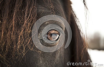 Horse Eye (left eye).