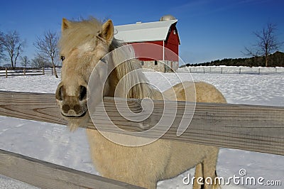 Horse Farm in Winter