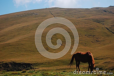 Horse feeding