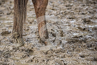 Horse feet in the mud