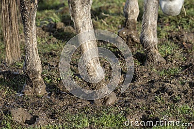 Horse feet in the mud