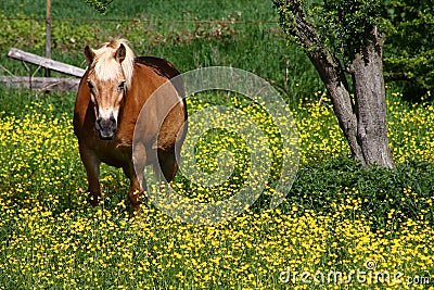 Horse in a field of yellow flowers.