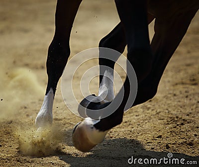 Horse galloping