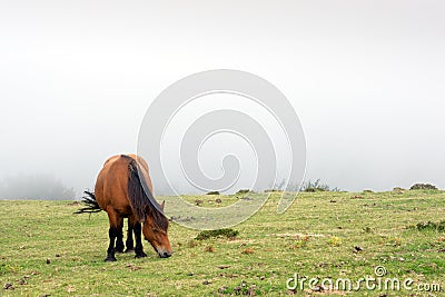 Horse grazing in the fog