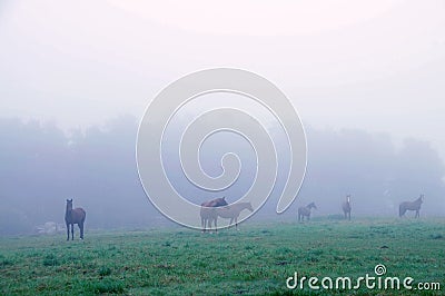 A horse grazing in the fog.