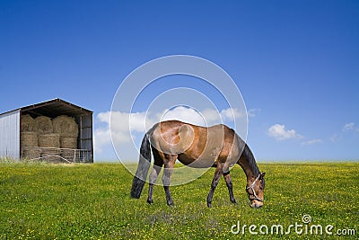 Horse grazing on the green field with a barn