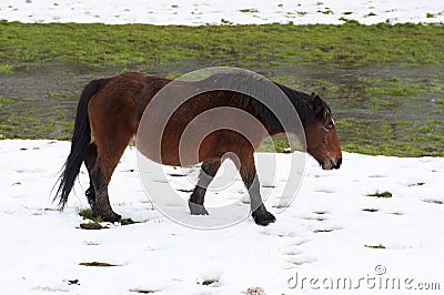 Horse grazing in a snowy field