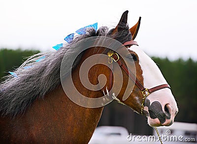 Horse in Harness Outside in a Field - Close Up