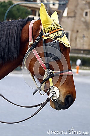 Horse head with ear protection