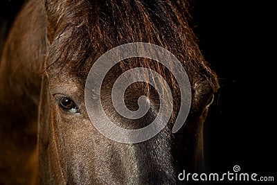 Horse head isolated on black