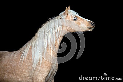 Horse head isolated on black, Welsh pony
