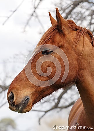 Horse head in profile