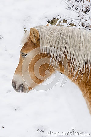 Horse head profile on snow