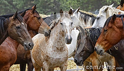 Horse Herd - Center of Attention