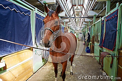 Horse in horse barn