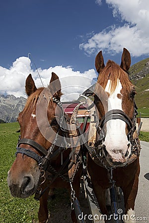 Horse, Horses, Head, Close-up, Driving