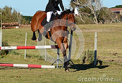 Horse jumping a jump