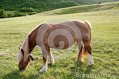 Horse landscape in green meadow Pyrenees