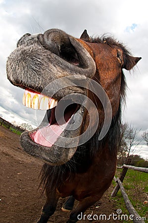 Horse laughing