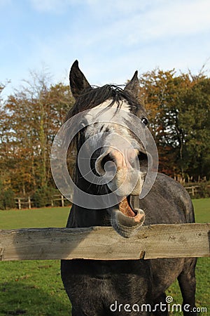 Horse laughing or yawning