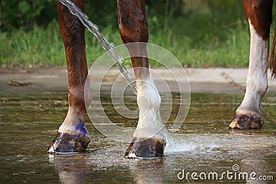 Horse legs being washed with water from hose