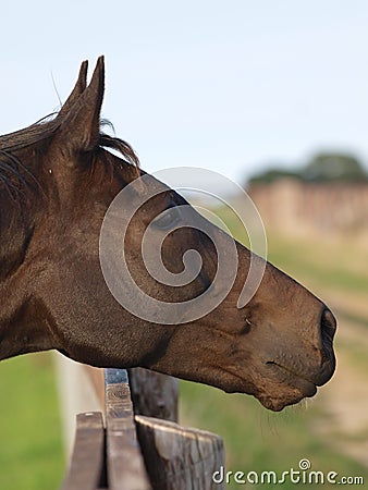 Horse Looking Over Fence