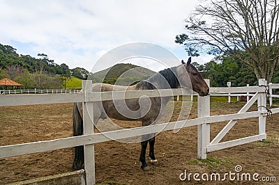 Horse looking over fence