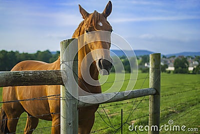 Horse looking over a fence on a farm