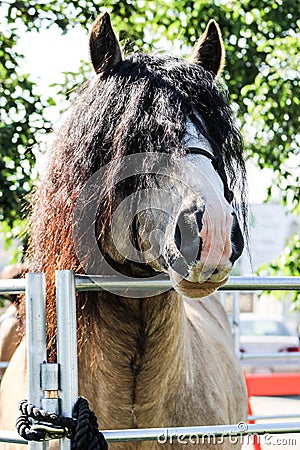 Horse looking over gate with hair in face