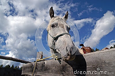 Horse looking over hoarding 2