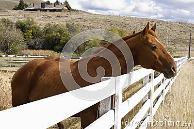 Horse looking over white corral fence