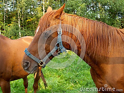 Horse in meadow