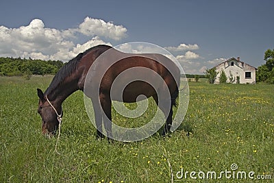 Horse on a Meadow