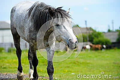 Horse in meadow. Meadow grazing horse