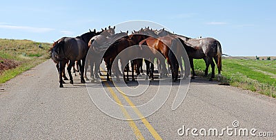 Horse meeting.