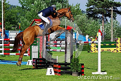 Horse over hurdle