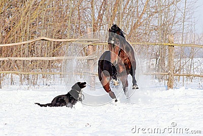 Horse playing with a dog