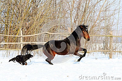 Horse playing with a dog