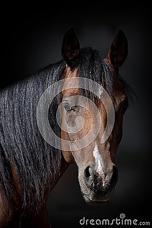 Horse portrait on a dark background