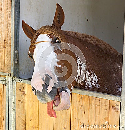 Horse put his tongue out