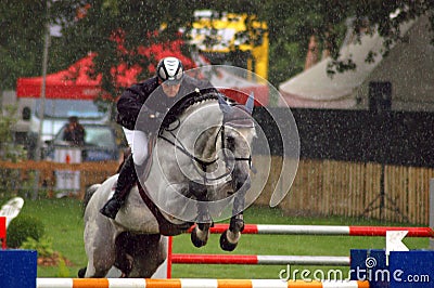 Horse in the rain