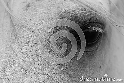 Horse regard