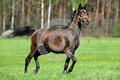 Horse running around the meadow