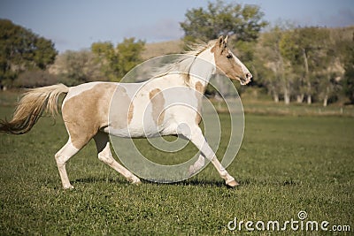 Horse running in field