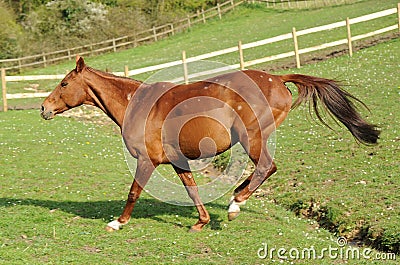 A horse running in field