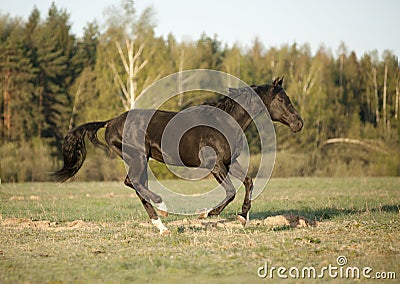 Horse runs gallop on fog field