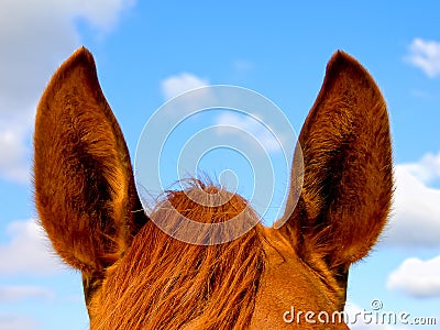 Horse s ears