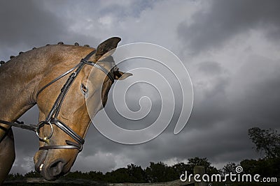 Horse s Head Against Moody Sky